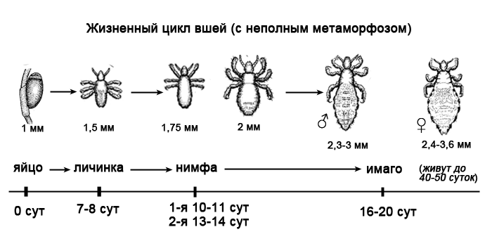 Этапы жизненного цикла вшей