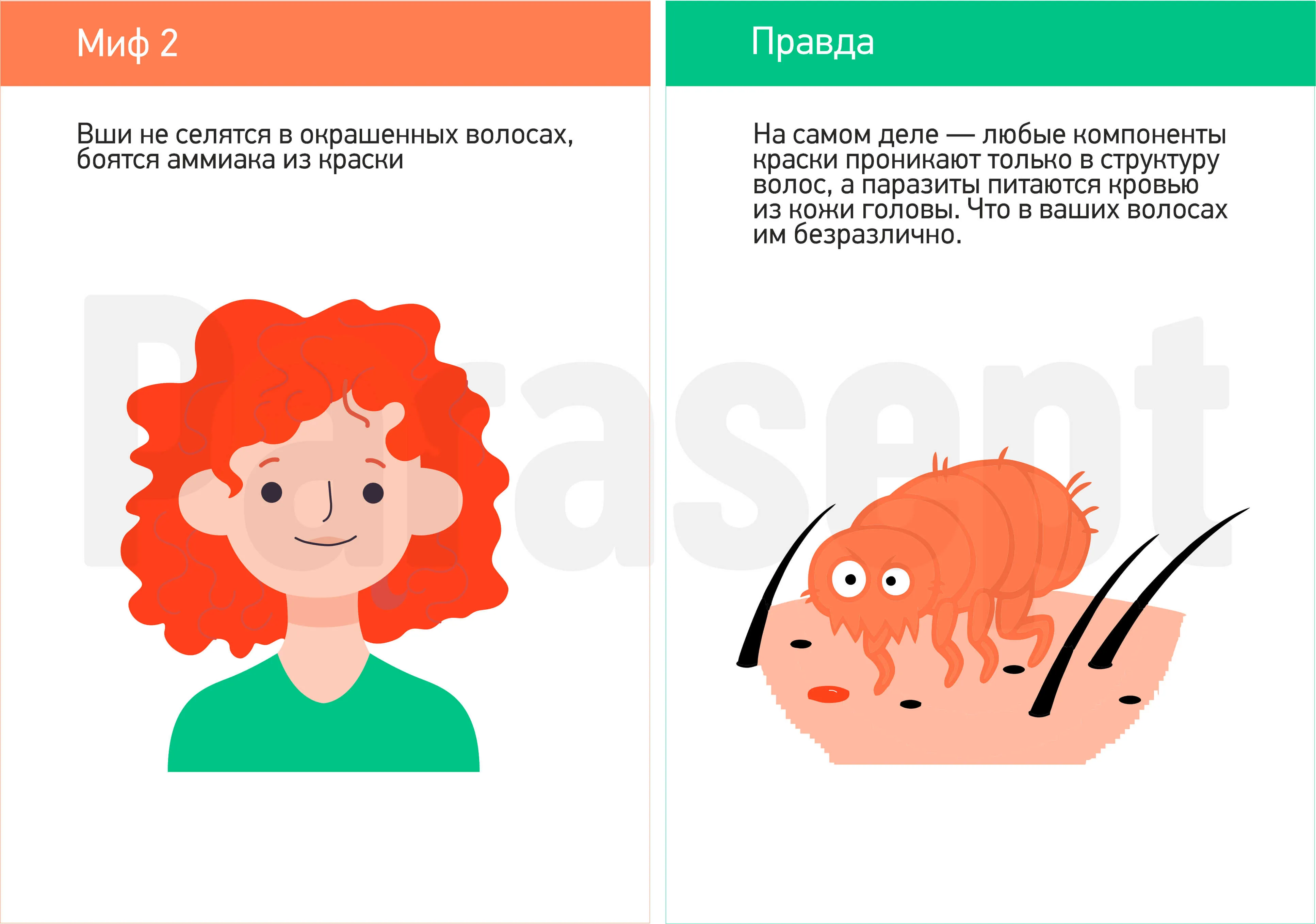 Миф о педикулезе